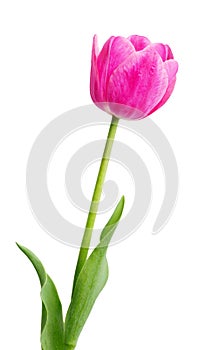 Single Early Pink Tulip