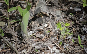 Earthworm on Forest Floor