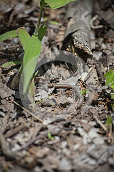 Earthworm on Forest Floor