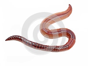 single earthworm isolated on white background, close up studio shot