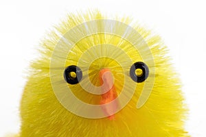 Single easter chick, isolated, close-up