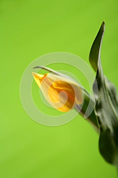 Single, easter yellow tulip on green background