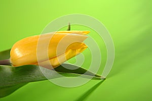 Single, easter yellow tulip on green background