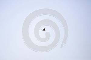 Single Eastern Meadowlark in Flight