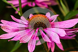 Single echinacea flower