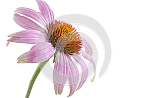 Single echinacea flower photo