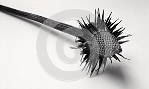 Single Echinacea purpura Seed Head isolated photo