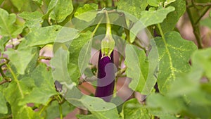 A single eggplant in a garden