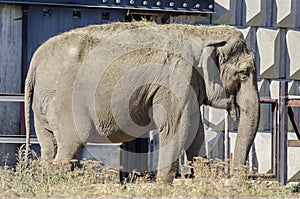 Single elephant african refrigeration in the summer