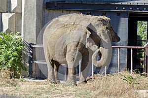 Single elephant african refrigeration in the summer