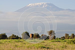 Single elephant in amboseli national park, Mt. kilimanjaro in background