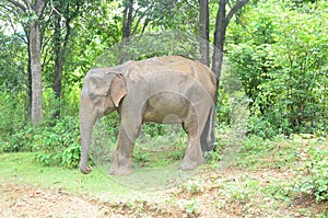 Single elephant baby captured in camera at dalma forest jamshedpur