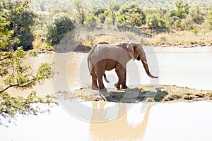 Single elephant bull standing on small island in nature reserve