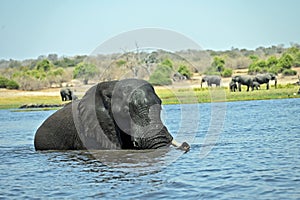 A single Elephant crossing Chobe River, at Chobe National Part in Botswana