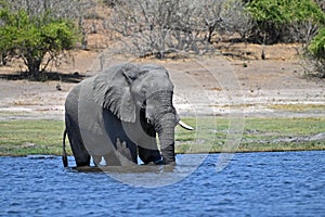 A single Elephant crossing Chobe River, at Chobe National Part in Botswana