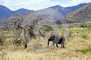 Single elephant grazing in grasslands backed by mountain slopes