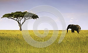 Elephant and Acacia Tree Serengeti National Park