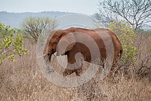 Single elephant in its natural environment