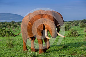 Single elephant in its natural environment