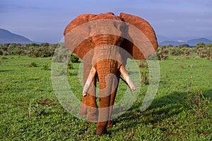 Single elephant in its natural environment