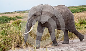 Single elephant walking along path