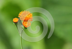 Single Emilia javanica or Irish Poet. Orange flower. photo