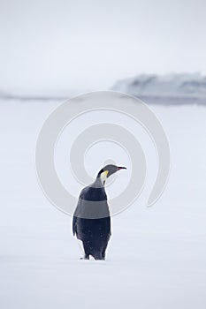 Single Emperor penguin in the Weddell sea