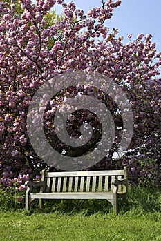 Single empty park bench