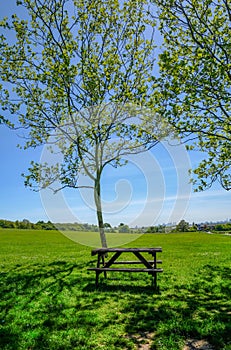 Single empty wooden picnic table set beside a tree on grass looking towards the view of London