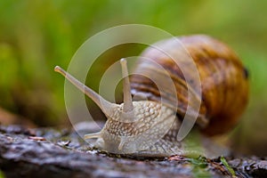 Single escargot snail macro picture photo
