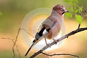 Single Eurasian Jay bird - latin Garrulus glandarius - on a tree branch during the spring mating season in wetlands of north- photo