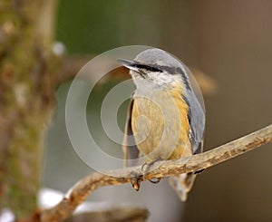 Single Eurasian Nuthatch bird on tree trunk during a spring nesting period photo