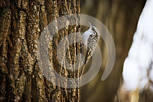 Single Eurasian treecreeper sitting on tree trunk