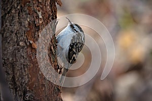 Single Eurasian treecreeper sitting on tree trunk