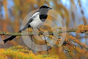 Single European Magpie bird on tree branch photo