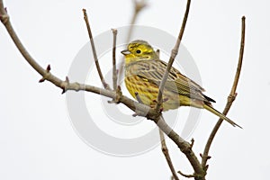 Single European Serin bird on tree twig