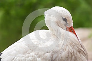 Single European white stork bird resting close-up