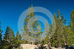 Single Evergreen Stands in Boulder Field