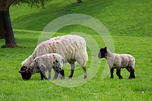 Single Ewe and two lambs following and grazing