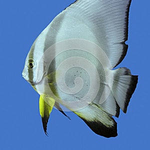 Single exotic fish circular batfish in tropical sea , underwater photo