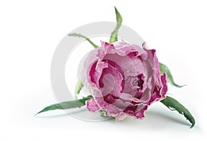 Single faded pink rose on white background
