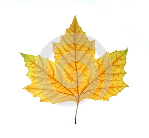 Single fall leaf