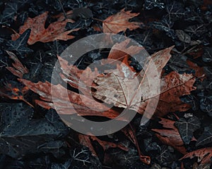 Single fallen leaf rests on the ground surrounded by dark stones and other dead leaves.