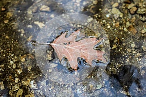 Single fallen leaf suspended atop a shallow pool of water