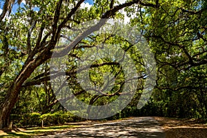 Mossy oak trees Tallahassee Florida photo