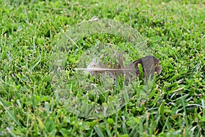 Single feather in the grass