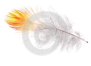 Single feather with orange edge