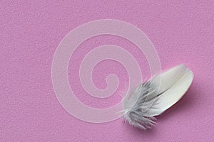 Single feather on pink background.
