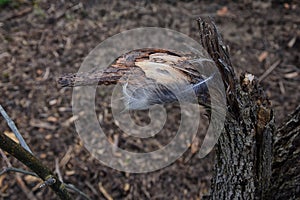 Single feather resting on a Broken tree Broken splinted stump along the Shelby Bottoms Greenway and Natural Area Cumberland River photo