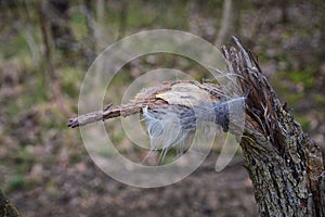 Single feather resting on a Broken tree Broken splinted stump along the Shelby Bottoms Greenway and Natural Area Cumberland River photo